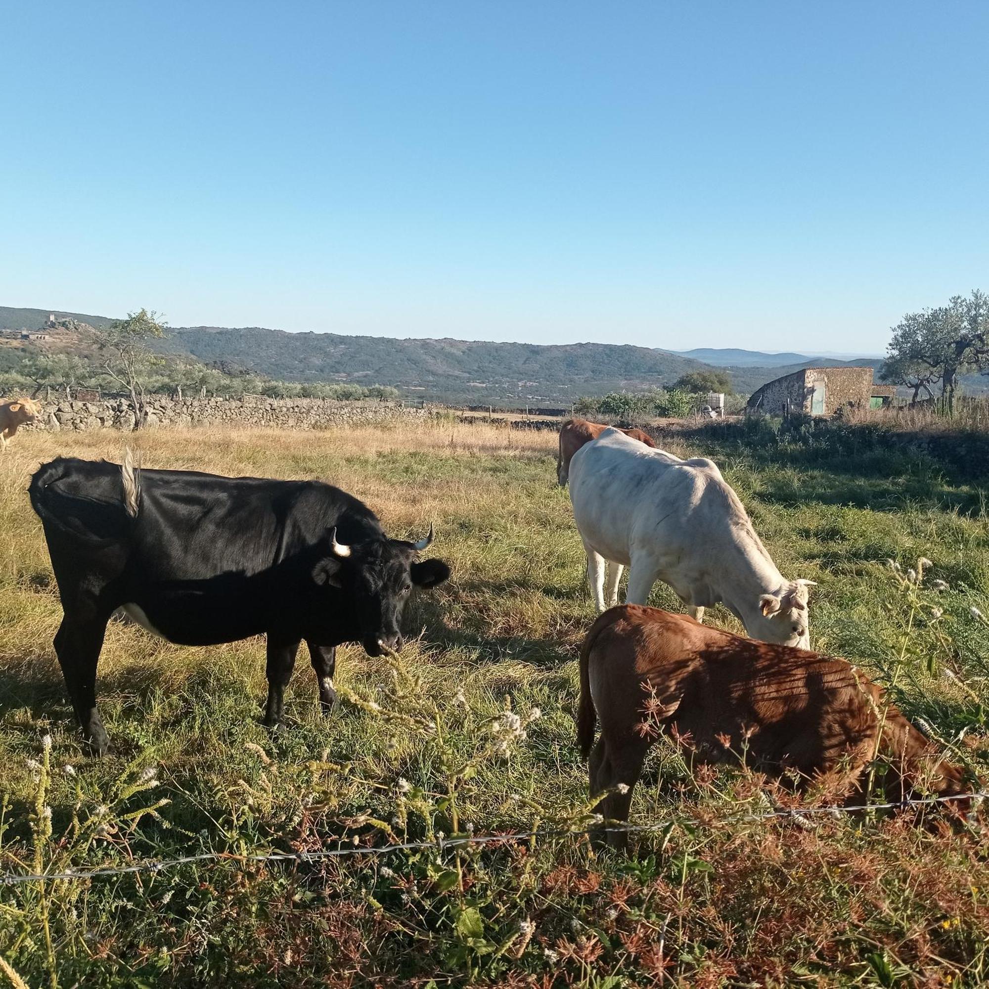Casa Rural Vinas Perdidas Béjar Eksteriør billede
